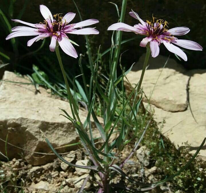 شنگ نی مانند